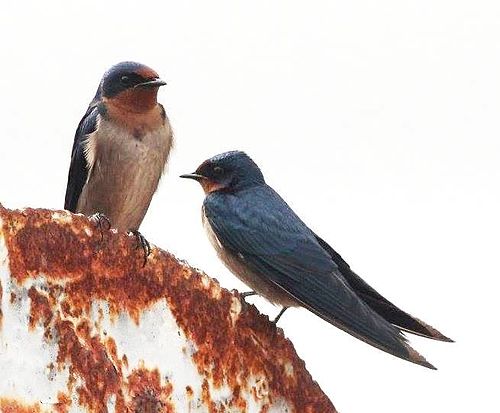 Angolan swallow